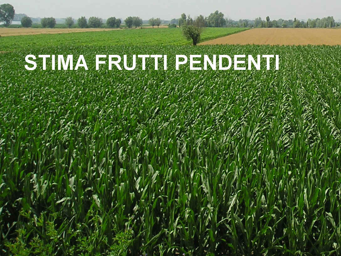 Frutti Pendenti.JPG (149898 byte)